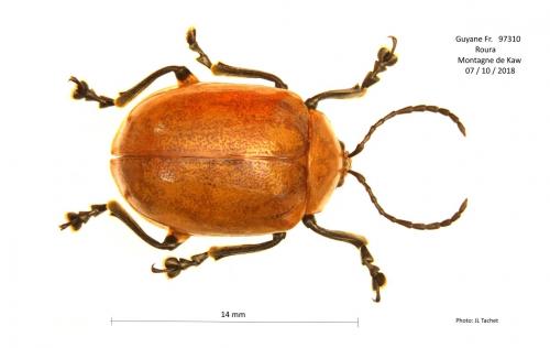 Elithia grossa